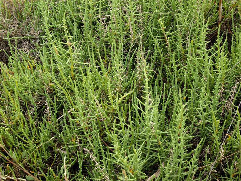 Sarcocornia fruticosa 2